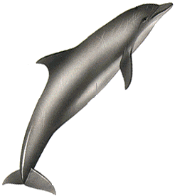 delfin